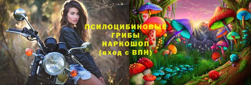 Галлюциногенные грибы Cubensis Грайворон